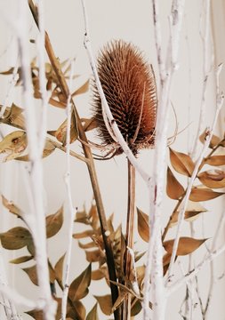 chardon s&eacute;ch&eacute; d&eacute;coration de maison 