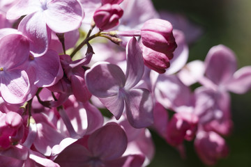 Blooming lilac flowers in the park on a sunny afternoon