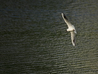 The seagull is flying over small waves of the river