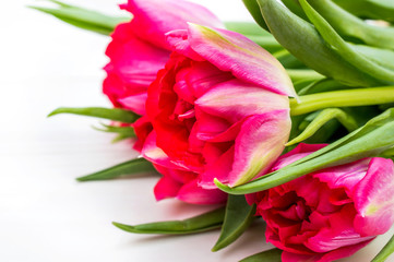 Beautiful tulips on white wooden table. Close up. Holiday background.