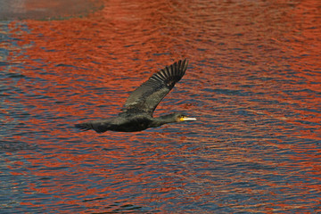 cormorant - beautiful black swimmer and hunter