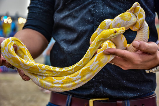 Snake