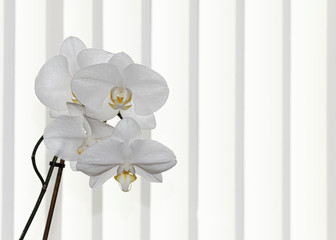 UK, JUNE 2015: .White Orchid Spray - white striped background