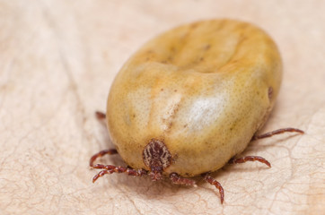 Tick filled with blood sitting on a dry leaf
