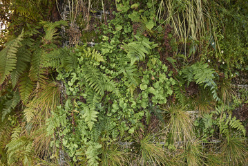 ferns on a vertical garden