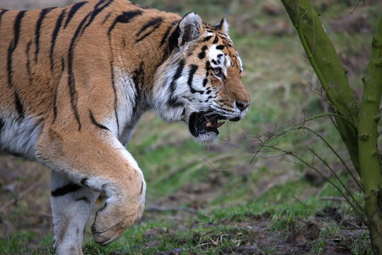 amurtiger sibirisch