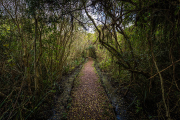 Fototapeta premium Colonia Carlos Pellegrini - June 28, 2017: Landscape of the Provincial Ibera park at Colonia Carlos Pellegrini, Argentina