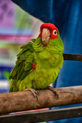 Parrot