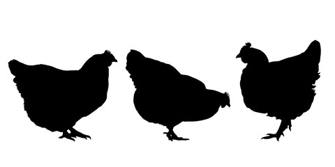 Realistic silhouettes of three hens and chickens - isolated vector
