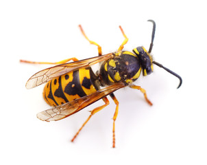 Wasp isolated on white.