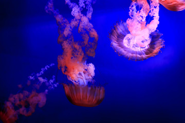 pink jellyfish against blue background 4
