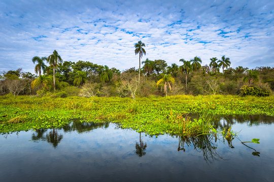 Colonia Carlos Pellegrini - June 28, 2017: Landscape of the Provincial Ibera park at Colonia Carlos Pellegrini, Argentina