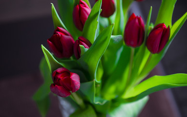 Naklejka premium Red fresh tulips