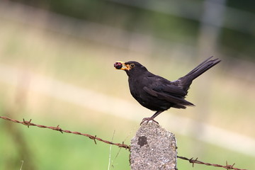 Amsel mit beere