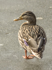 kaczka © Henryk Olszewski