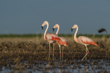 Flamingos, Patagonia Argentina