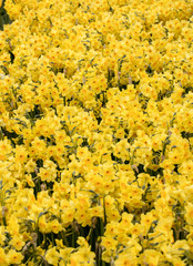 Abstract background,  blooming yellow daffodils or narcissuses in garden