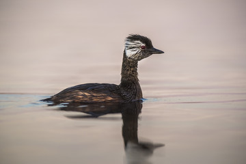 White-tufted Grebe, La Pampa Argentina