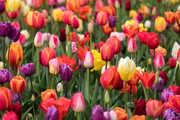 Abstract background . Colorful tulips flowers blooming in a park