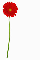 Beautiful red daisy gerbera flower isolated on white background