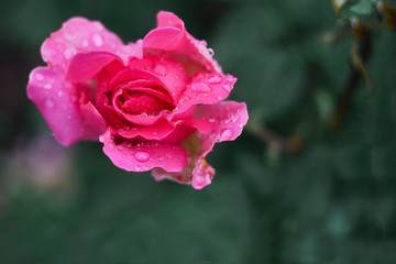 Pink rose in raindrops in the garden. Copy spase