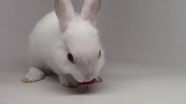 Incredible close up view on fluffy white cute rabbit tiny little bunny munching eating strawberry on white background