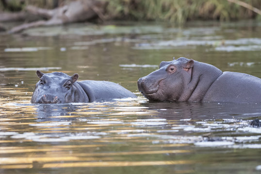 Hippopotamus baby gaming, Kruger National Park