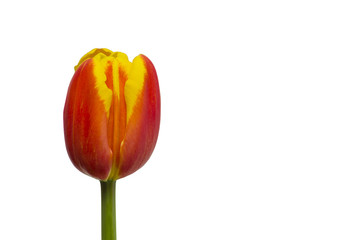  yellow red tulip on a white background