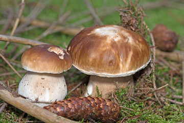 Steinpilze, Fichtensteinpilze, Boletus edulis