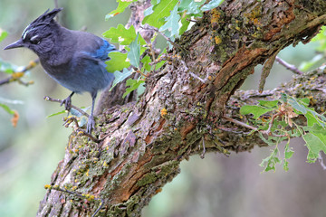 Steller's Jay on a tree trunk