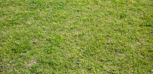 Green grass texture, background, closeup view with details