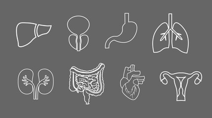 human organs line icons set. Anatomy of body. Reproductive system, Lungs, Uterus, stomach, heart, liver illustrations - 195665971