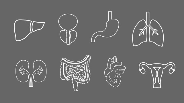 human organs line icons set. Anatomy of body. Reproductive system, Lungs, Uterus, stomach, heart, liver illustrations
