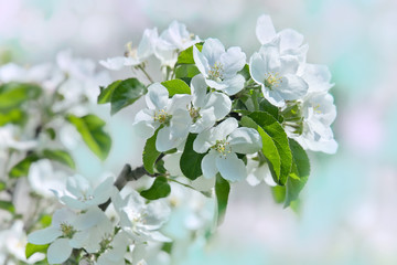 Apple-tree flowers on pastel background of a spring garden