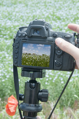 Young male photographer taking photo by DSLR camera. Nature and landscape photography