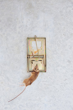 Mouse in mousetrap