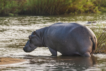 Hippopotamus , Kruger National Park