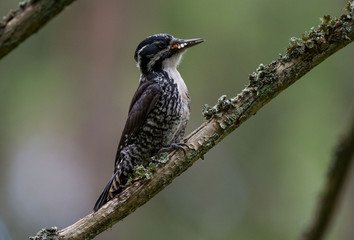 woodpecker - Three-toed woodpecker - dzięcioł trójpalczasty - Picoides tridactylus