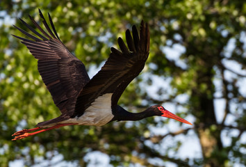 Fototapeta black stork, Bocian czarny, Ciconia nigra obraz