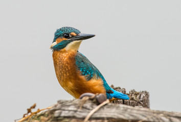 zimorodek - Alcedo atthis - kingfisher - obrazy, fototapety, plakaty