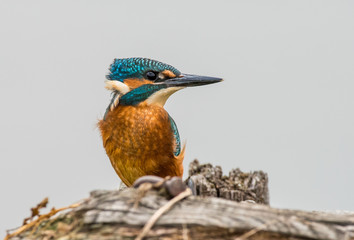 zimorodek - Alcedo atthis - kingfisher