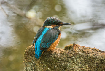 zimorodek - Alcedo atthis - kingfisher