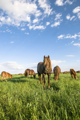 Fototapeta premium A herd of wild horses shown on Water island in atmospheric Rostov state reserve