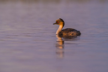 Silvery Grebe at sunset, Patagonia, Argentina