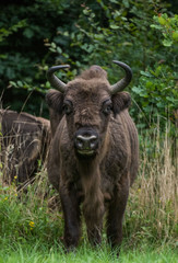 Żubr - Bison bonasus - aurochs © Slawomir