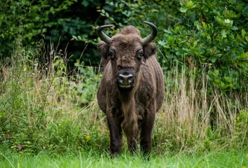 Foto op Plexiglas Żubr - Bison bonasus - aurochs © Slawomir