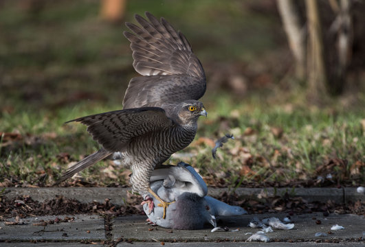 sparrow hawk Krogulec (Accipiter nisus) 