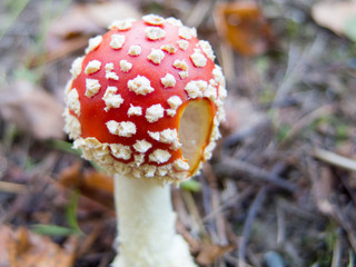 Fly Agaric Once Bitten