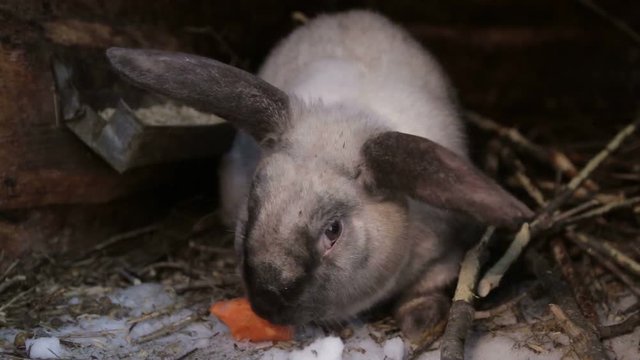 Adorable young bunny in a big wood cage at farm house.
