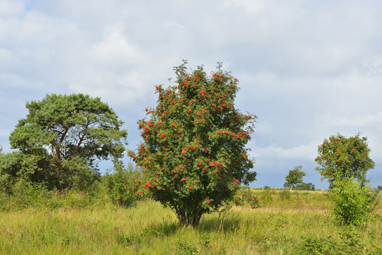 Rowan tree with ripe fruit on grassy landscape